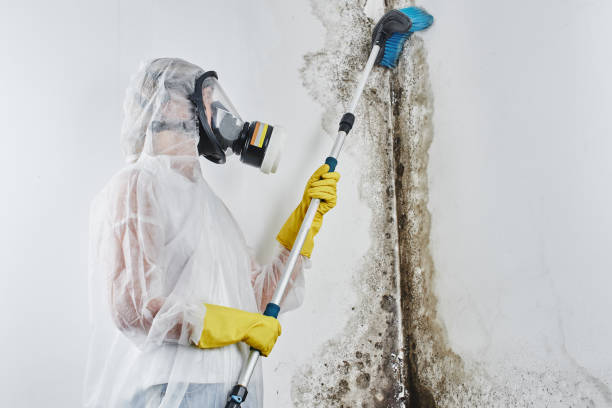 Best Attic Mold Remediation in Mcalester, OK