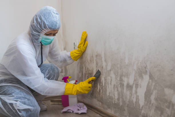 Reliable Mcalester, OK Mold Remediation Solutions