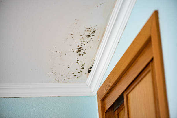 Best Kitchen Mold Remediation in Mcalester, OK