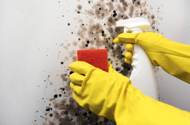 Best DIY Mold Remediation Support Services in Mcalester, OK