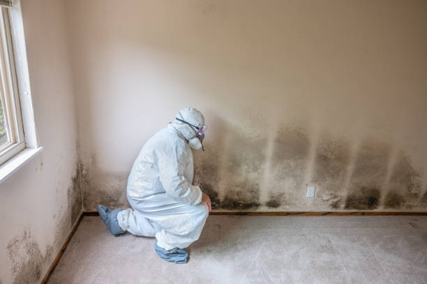 Best Mold Testing and Inspection Services in Mcalester, OK