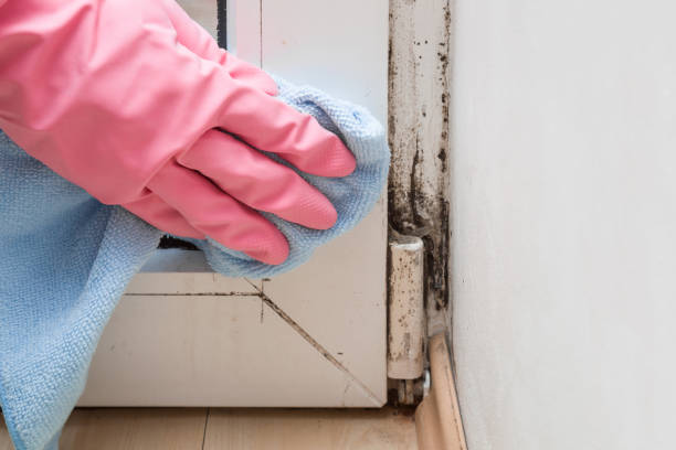Best Black Mold Remediation in Mcalester, OK